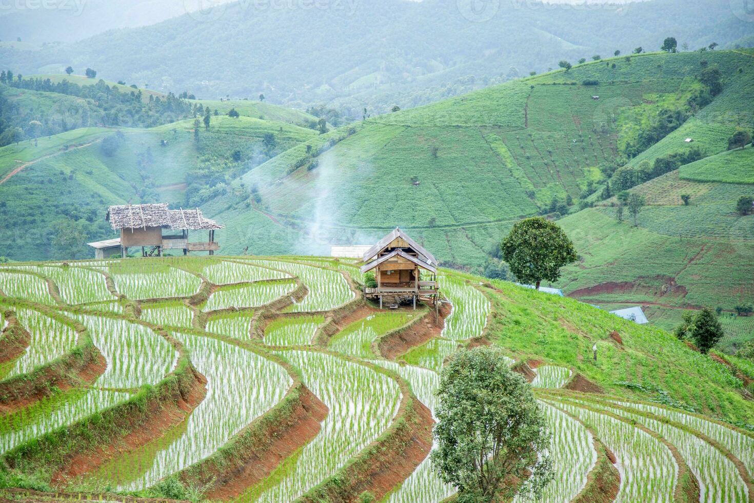 Rice field on the mountain. photo