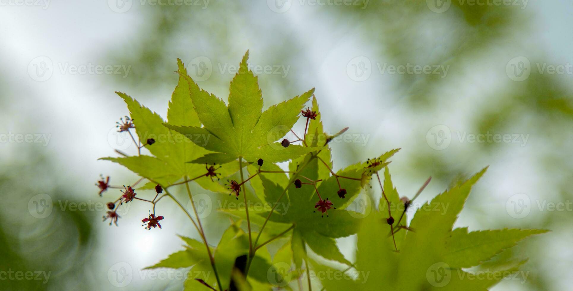 Maple leaves in the spring season. photo