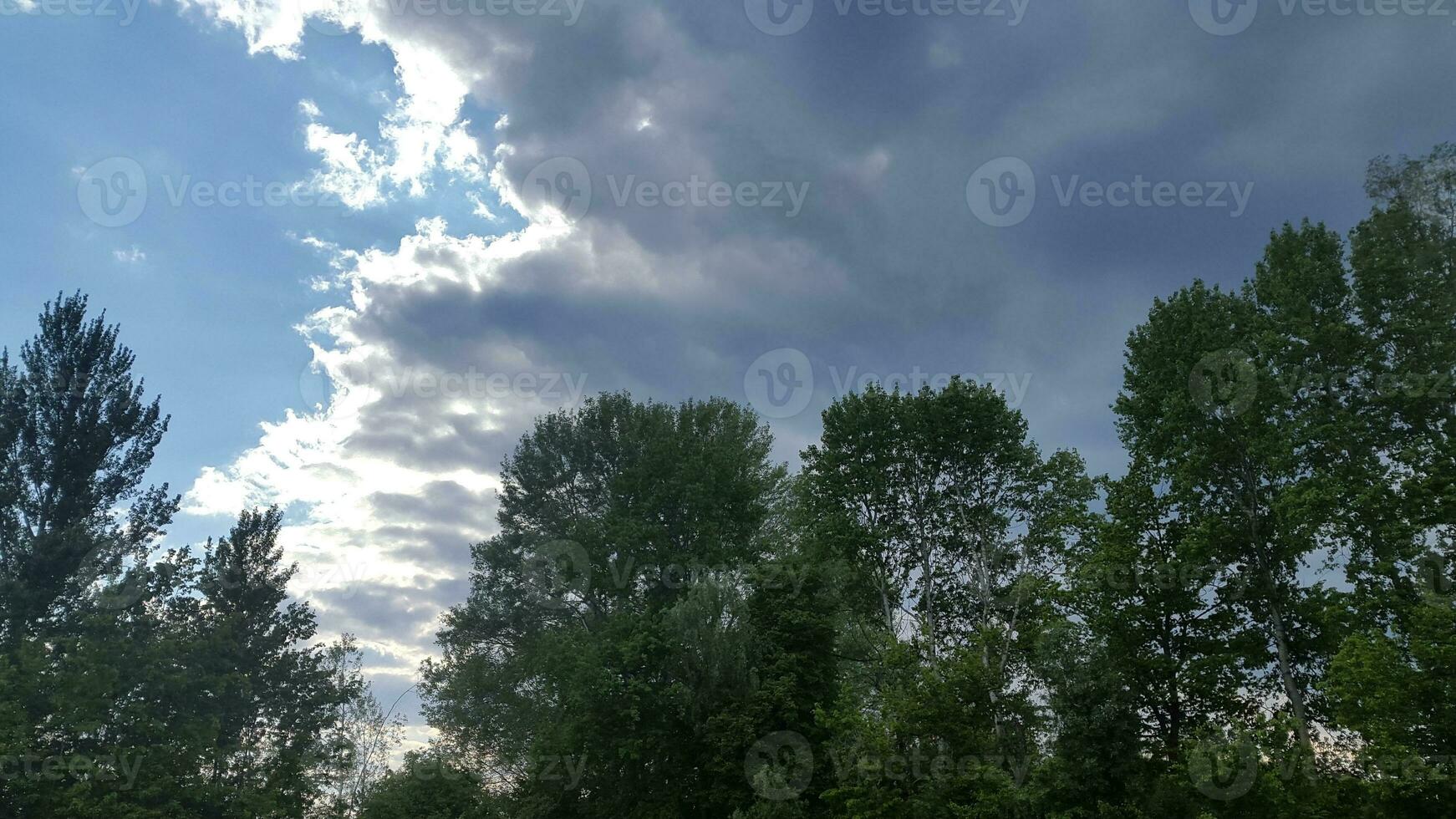 Deciduous trees against the blue sky. Landscape with trees photo