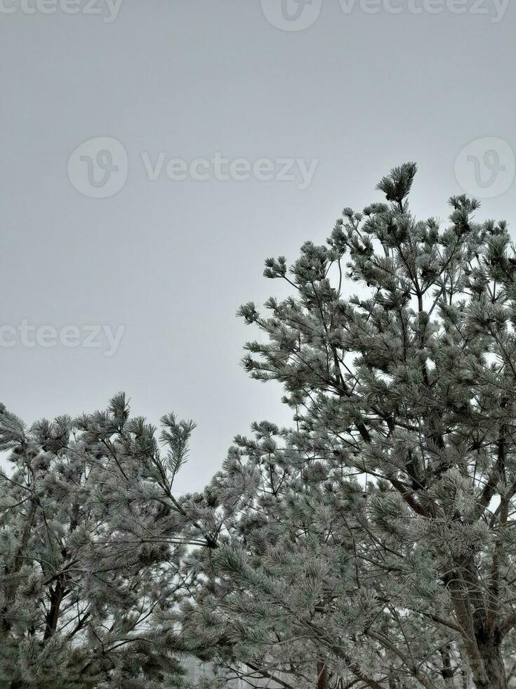 Winter landscape. Trees covered with frost photo