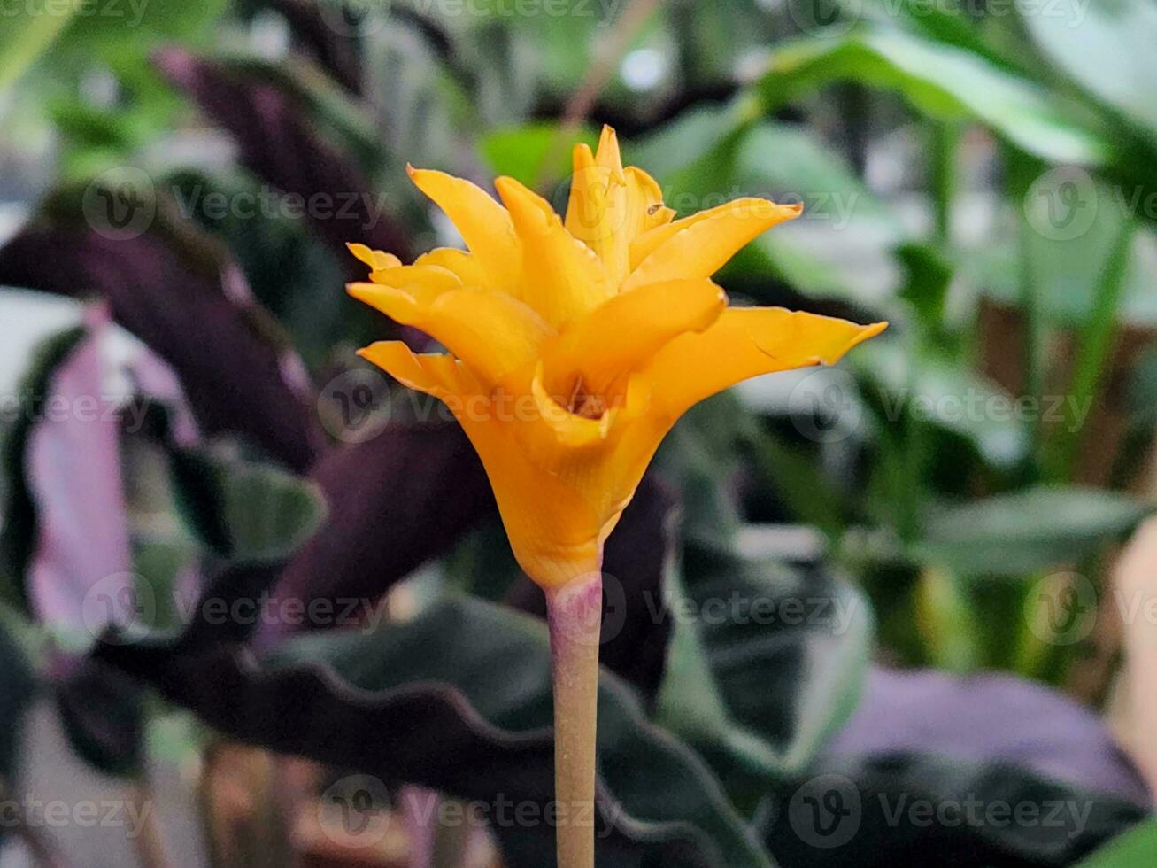 Calathea flower. Houseplant flower. Yellow flower Calathea Crocata photo