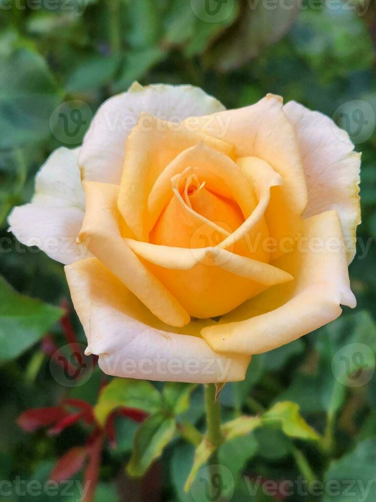 Rose flower. Cream garden rose flower. Floral background for postcard photo
