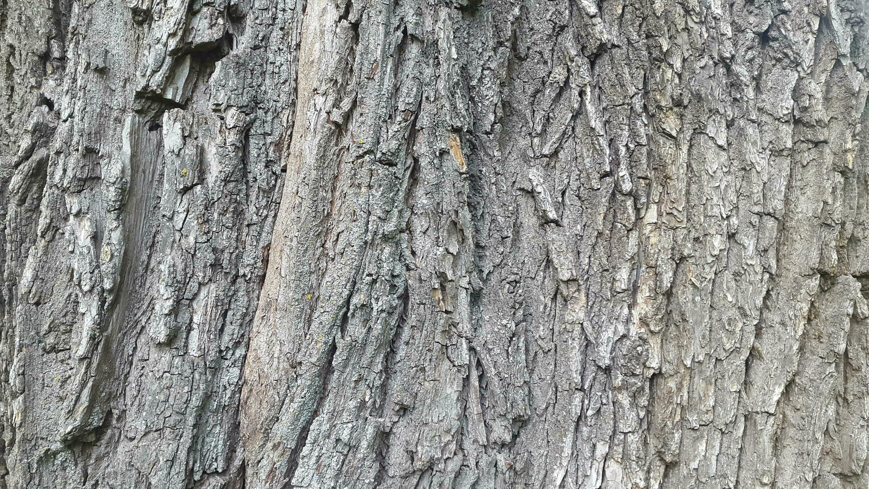 Deciduous tree bark. Tree bark texture. Natural background from tree bark photo