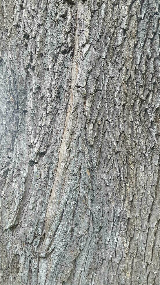 Deciduous tree bark. Tree bark texture. Natural background from tree bark photo