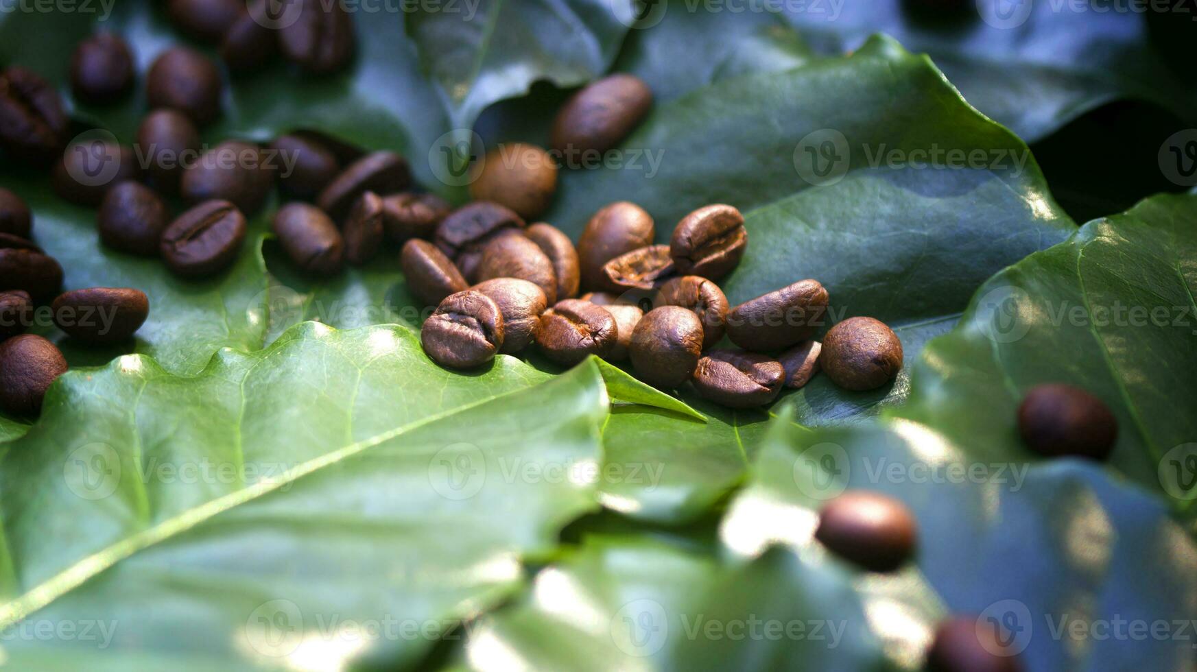 fresh green coffee leaf background photo