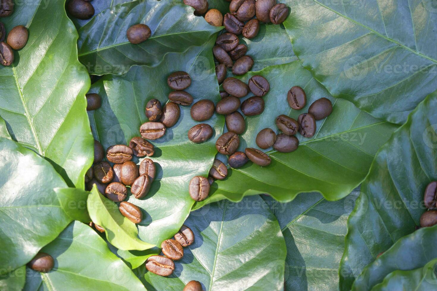 fresh green coffee leaf background photo