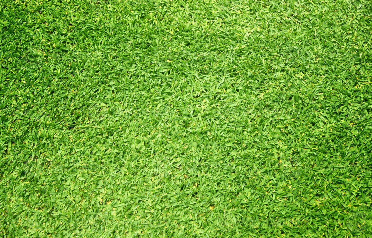 green grass background photo