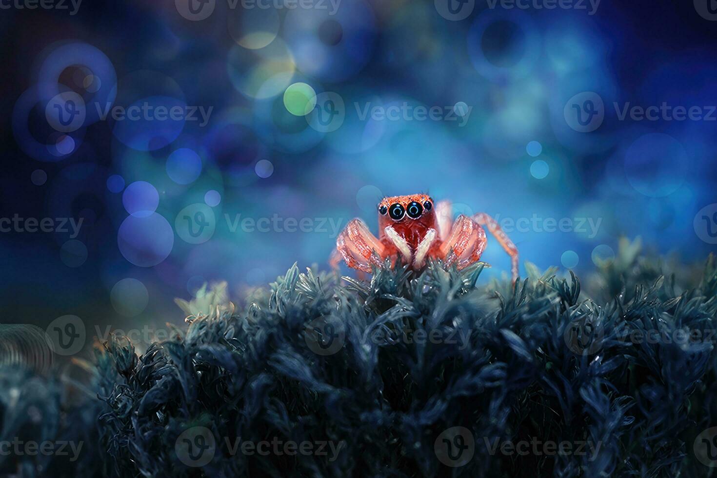 Red Jumping Spider on A Moss with colorfl background conceptual art of macro photo