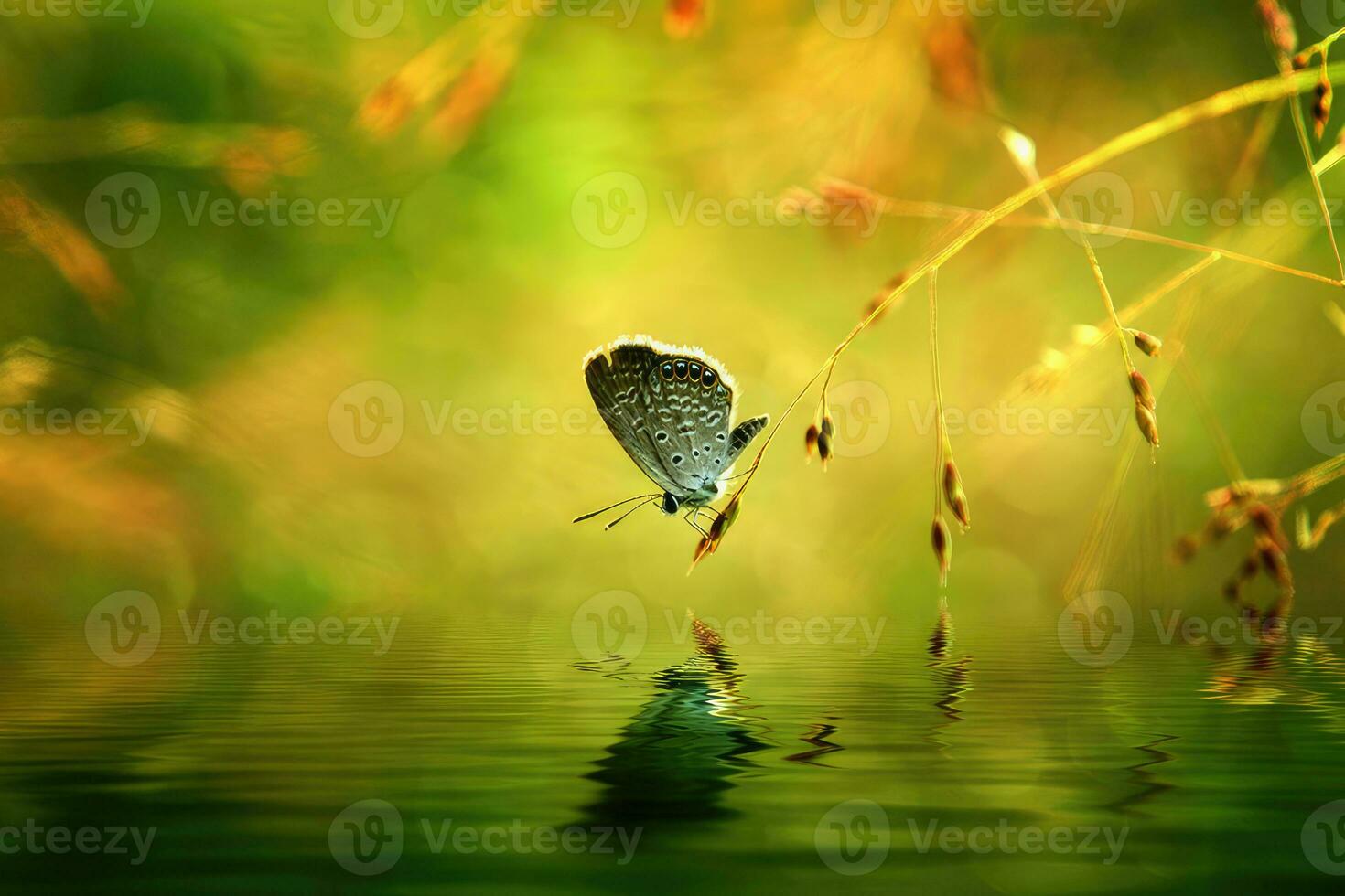 A butterfly perched on the top of a branch that hung down above the water and formed a reflection photo