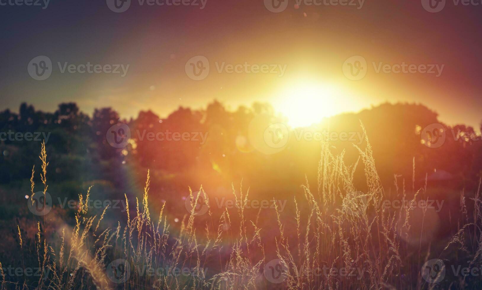 Art Wild meadow at sunset. Macro image, shallow depth of field. Abstract august summer or autumn nature background photo