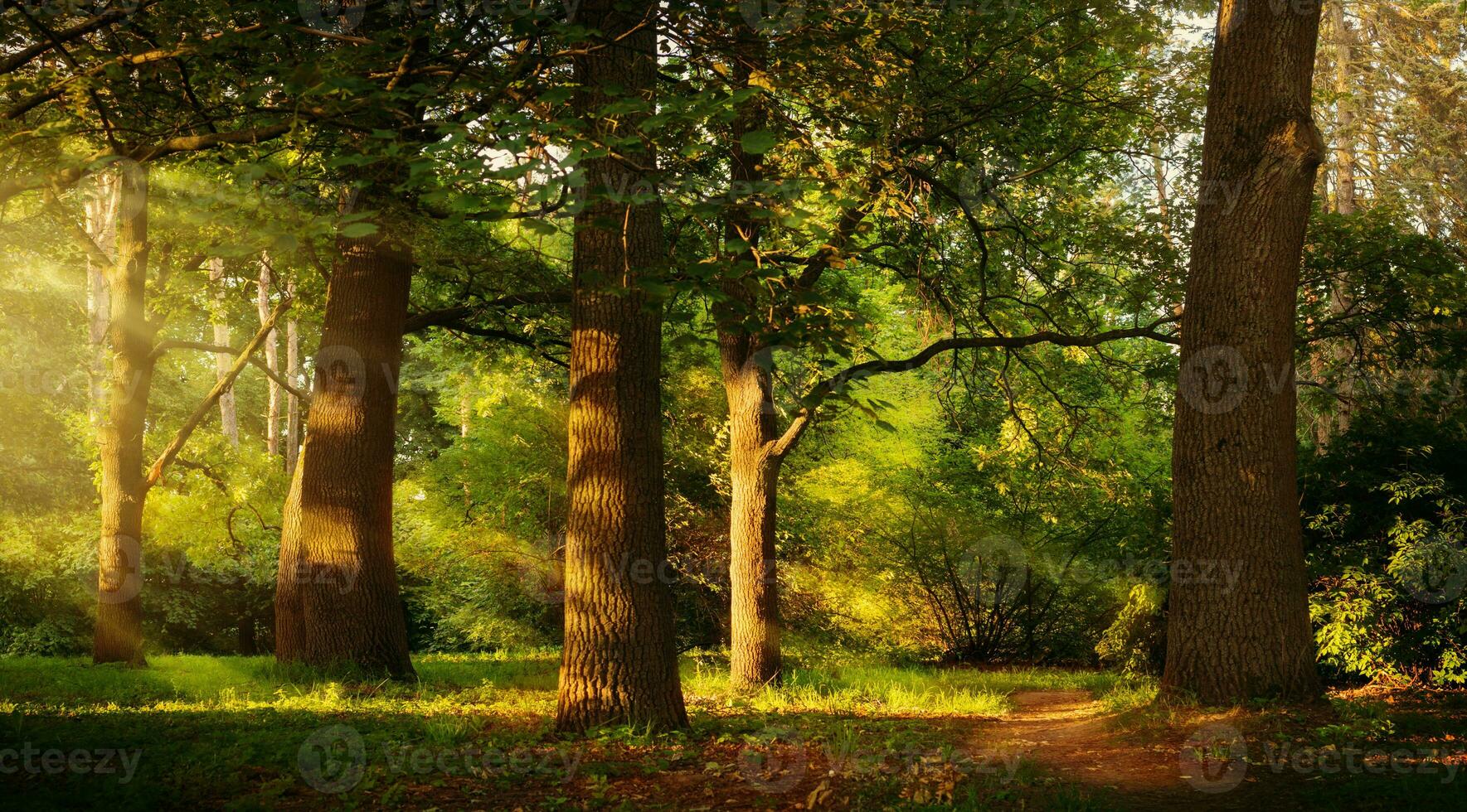 Beautiful rays of sunlight in a green summer oak forest photo