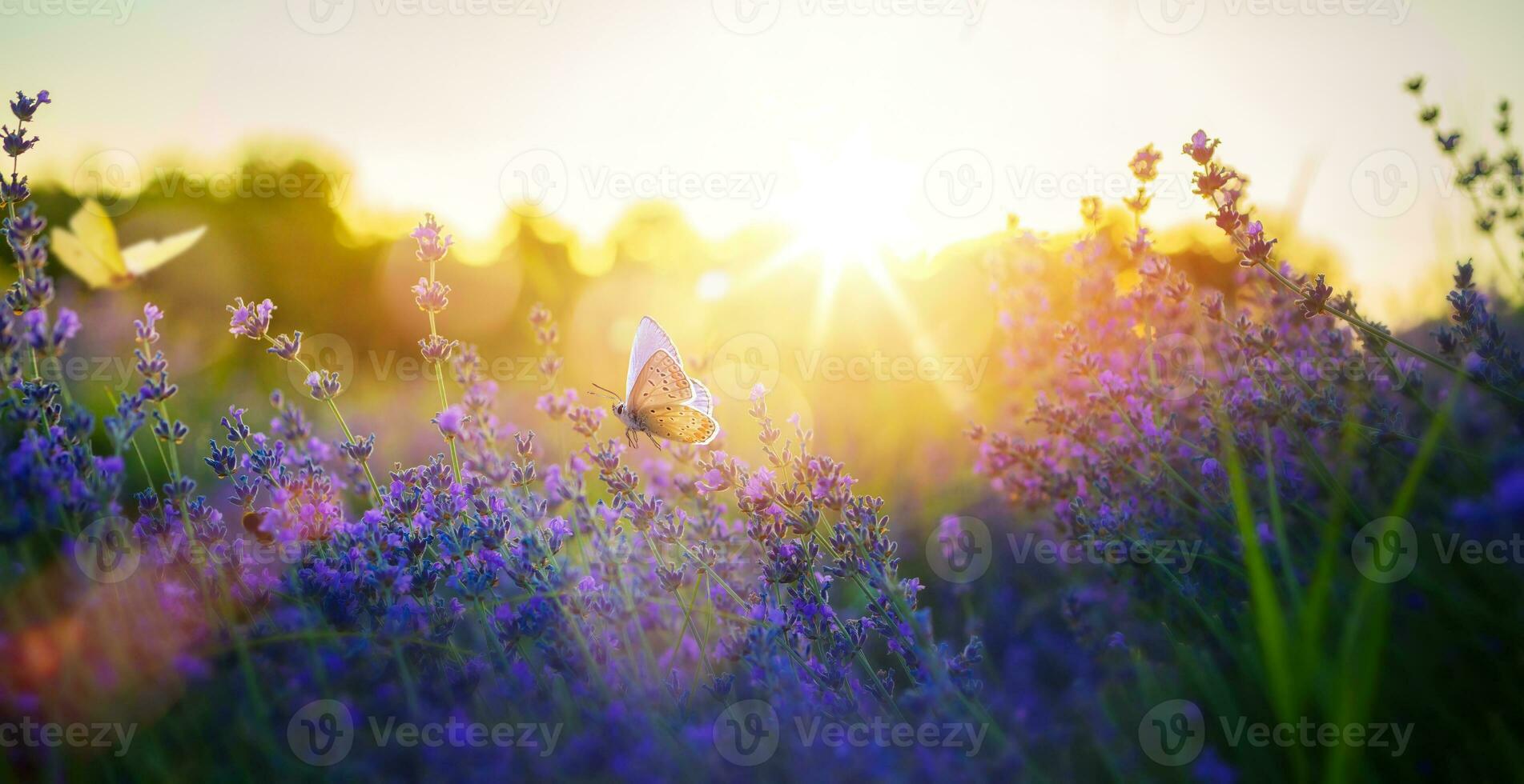 verano prado con muchos verano lavanda flores y mariposas en un soleado día foto