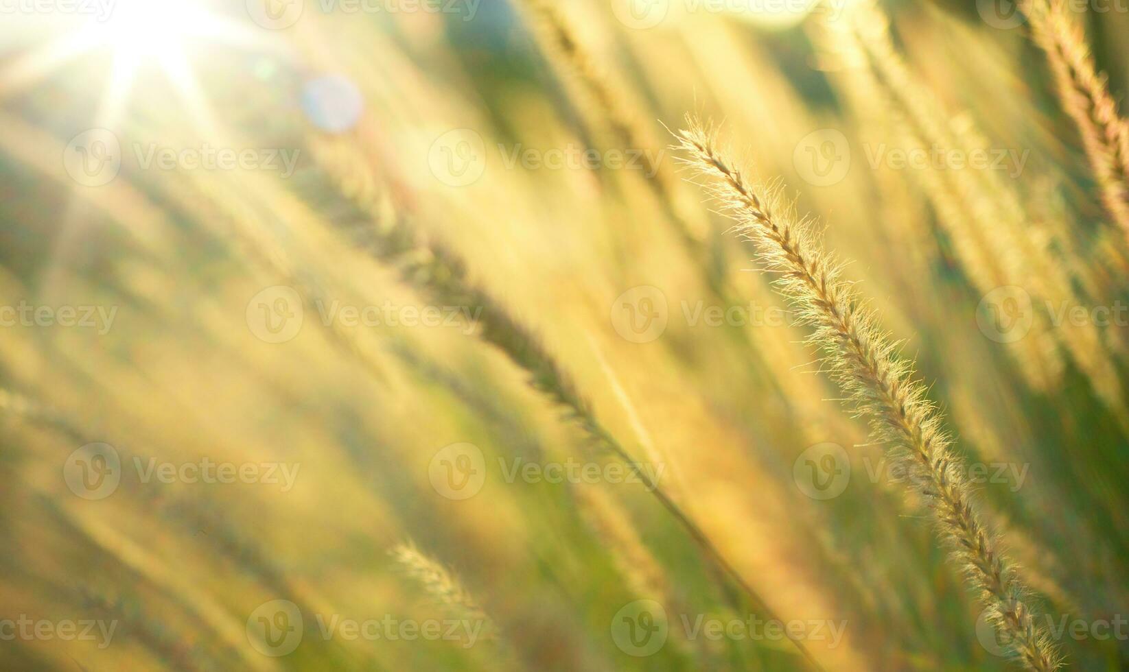 Art Abstract autumn nature background Autumn Wild meadow at sunset. Macro image, shallow depth of field. photo