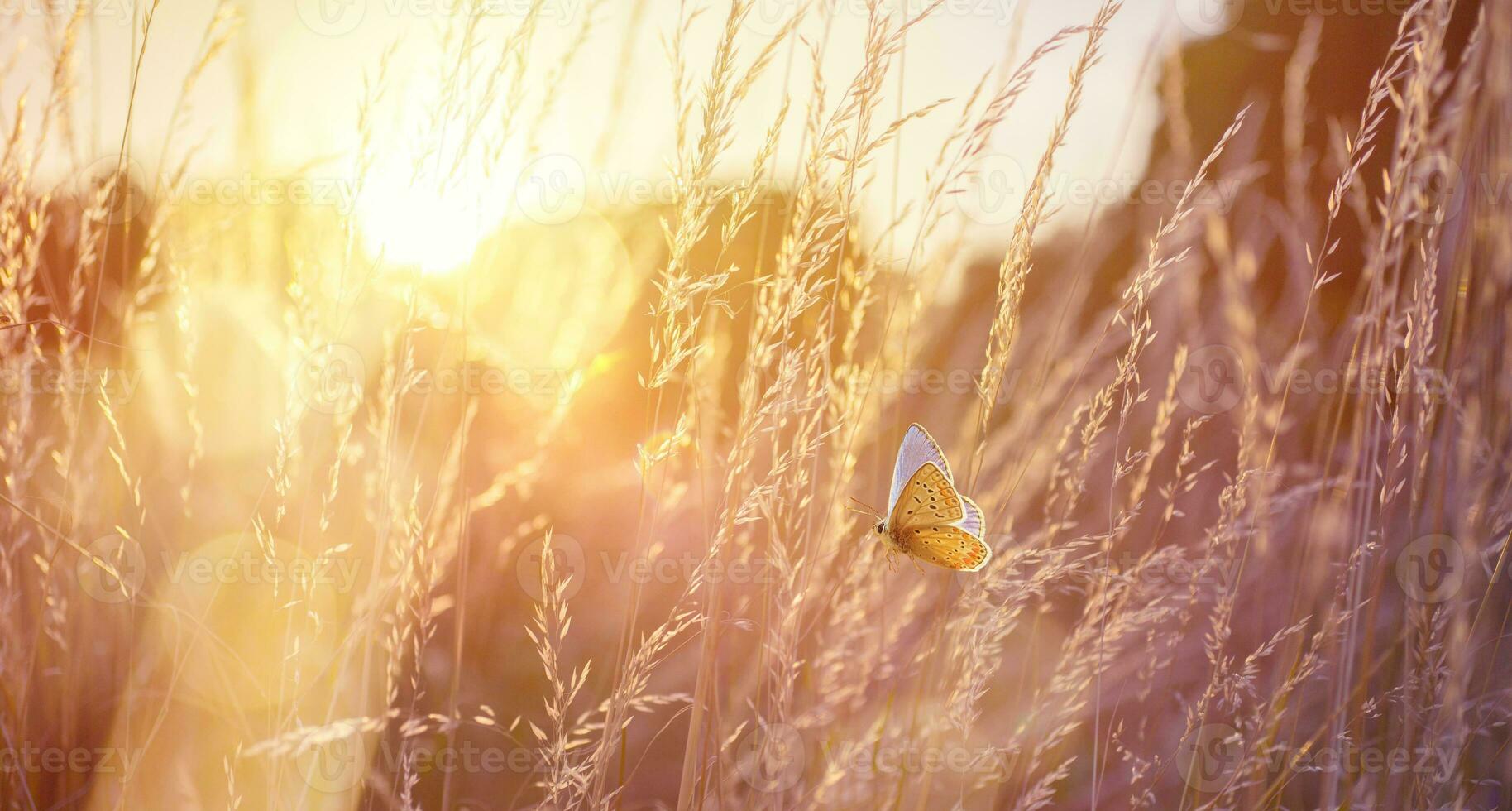 Abstract field landscape at sunset with soft focus. dry ears of grass in the meadow and a flying butterfly, warm golden hour of sunset, sunrise time. photo