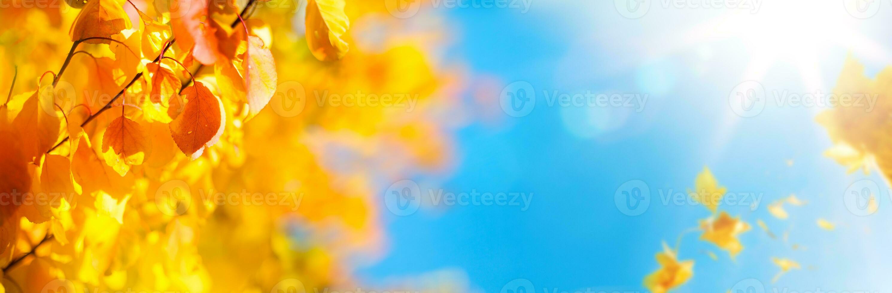 sunny yellow autumn leaves decorate a wide blurred background in the autumn forest photo