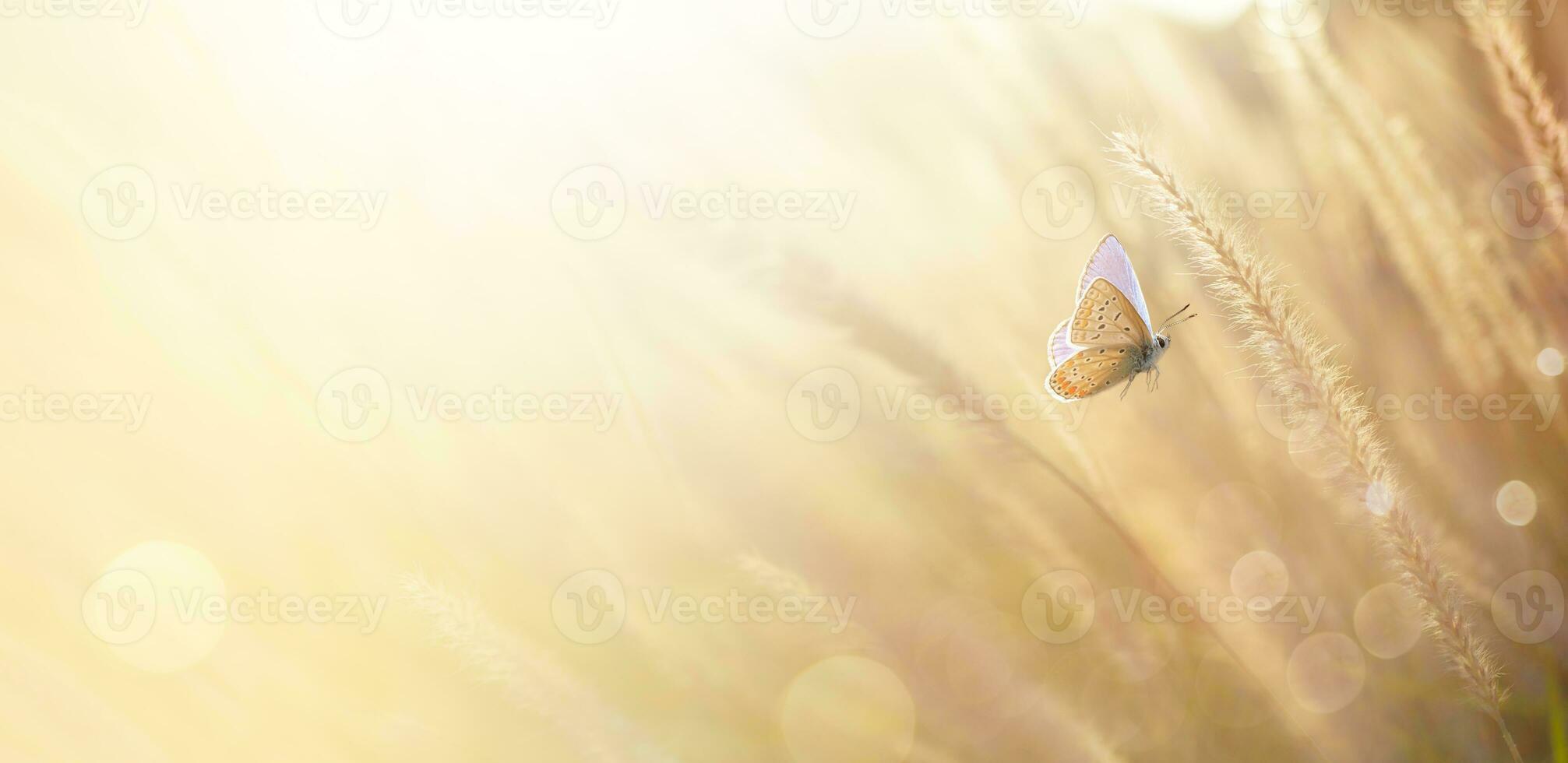 Autumn field or meadow with dry grass flowers and butterflies on nature in rays of sunlight close up macro. soft focus and beautiful bokeh. Autumn banner background with copy space photo