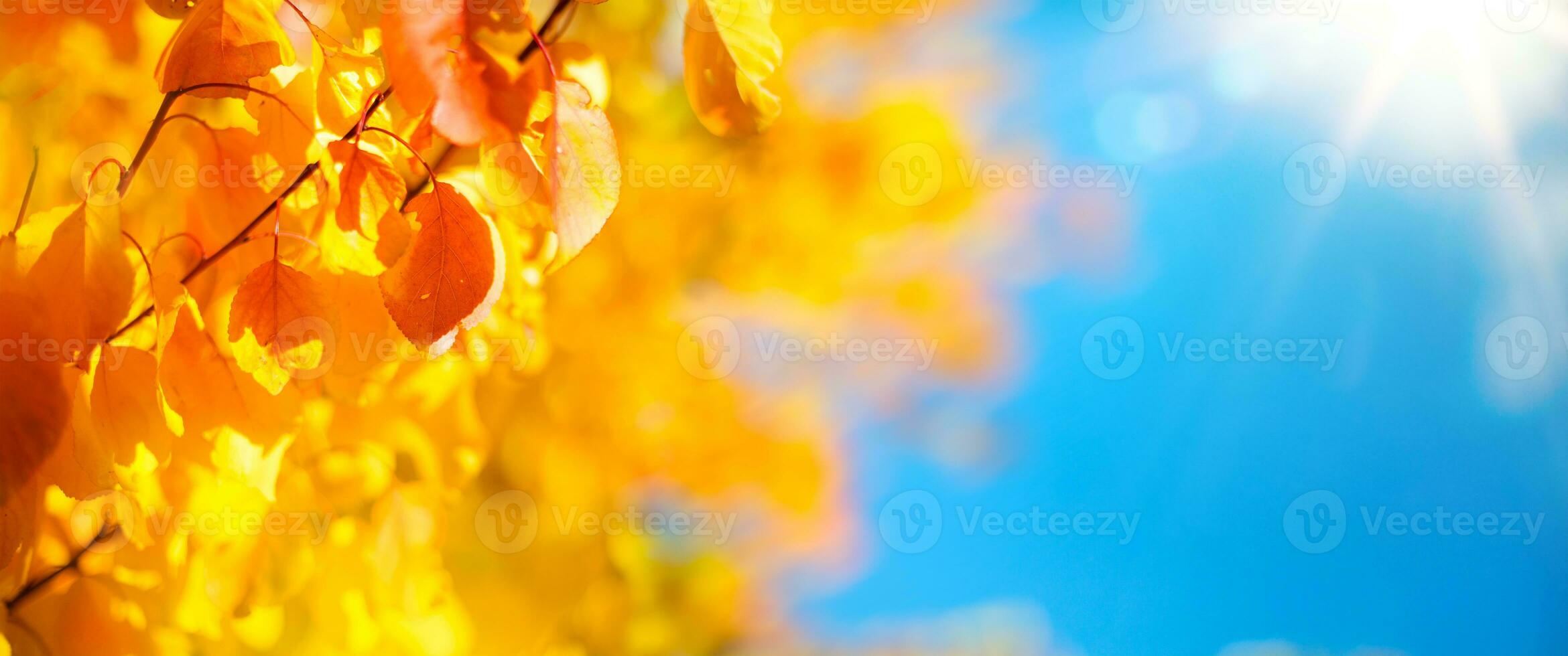 sunny yellow autumn leaves on blue sky background decorate a wide blurred background in the autumn forest photo