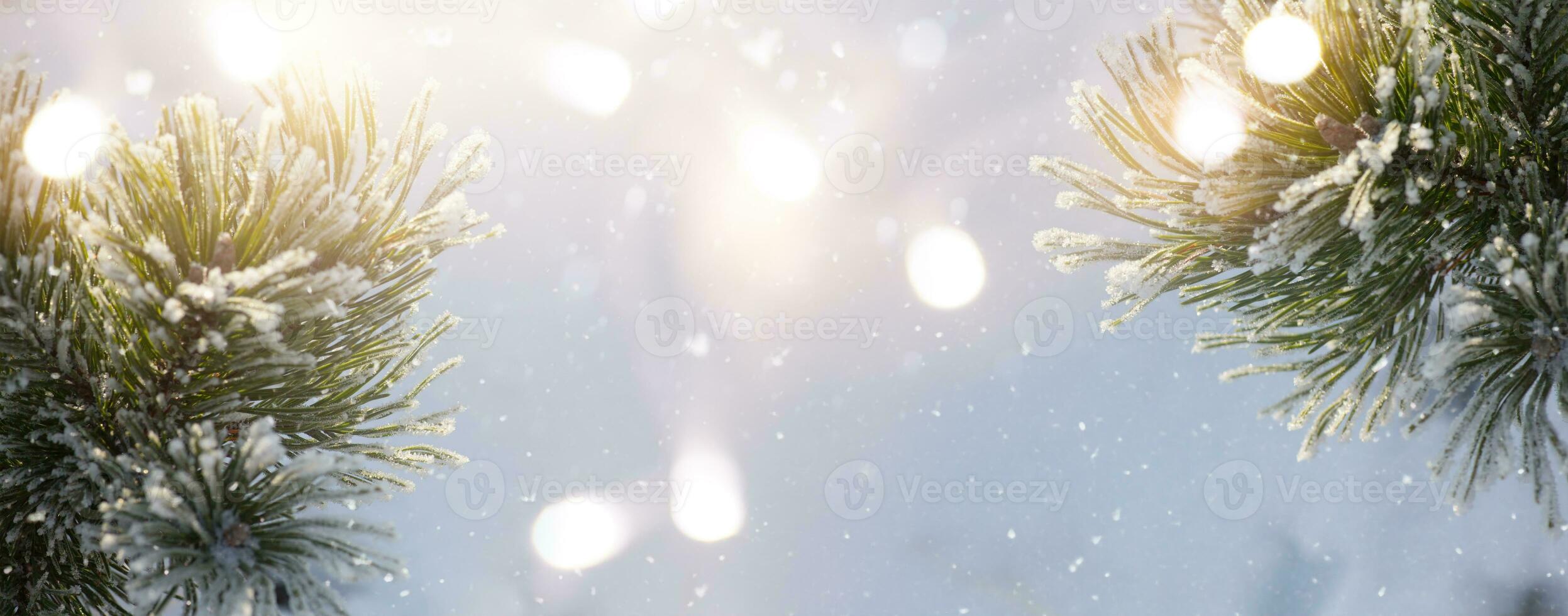Christmas snowy fir tree branches close up. Winter Christmas and winter concept with copy space. photo