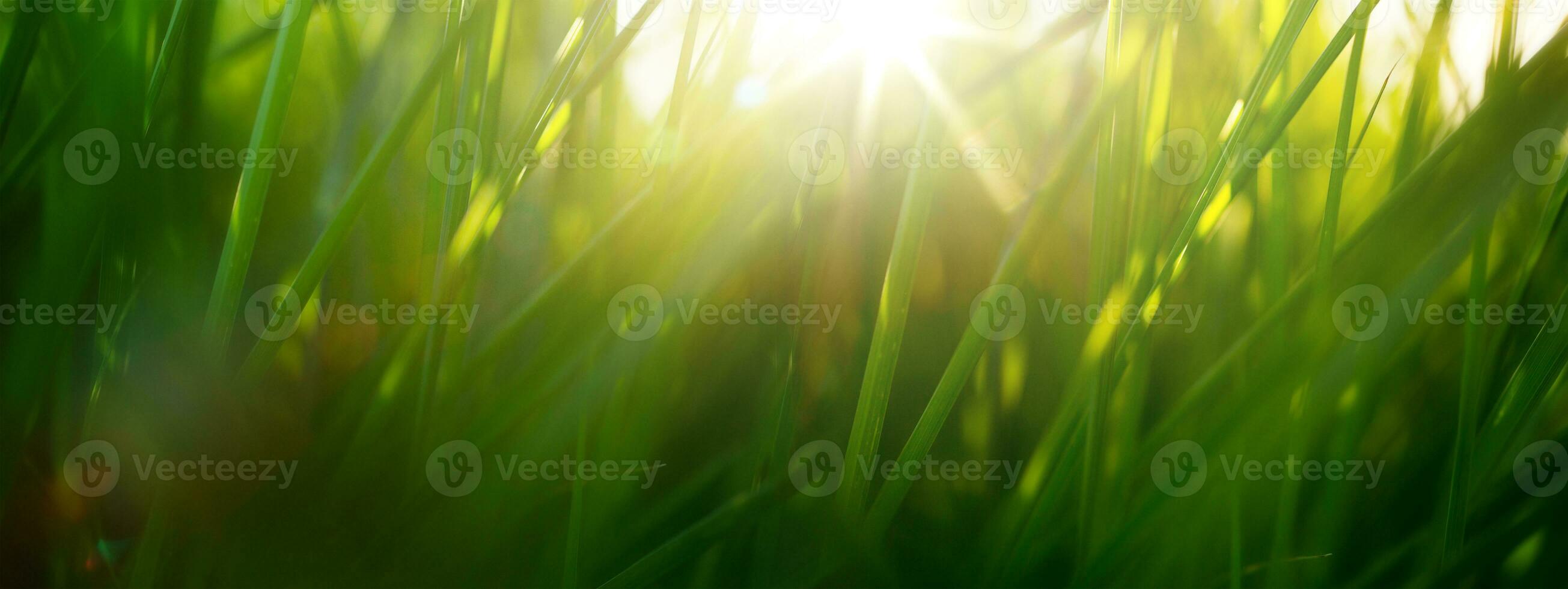 Wild green grass in a forest clearing at sunset. Macro image, shallow depth of field. Abstract background of summer and spring nature. photo