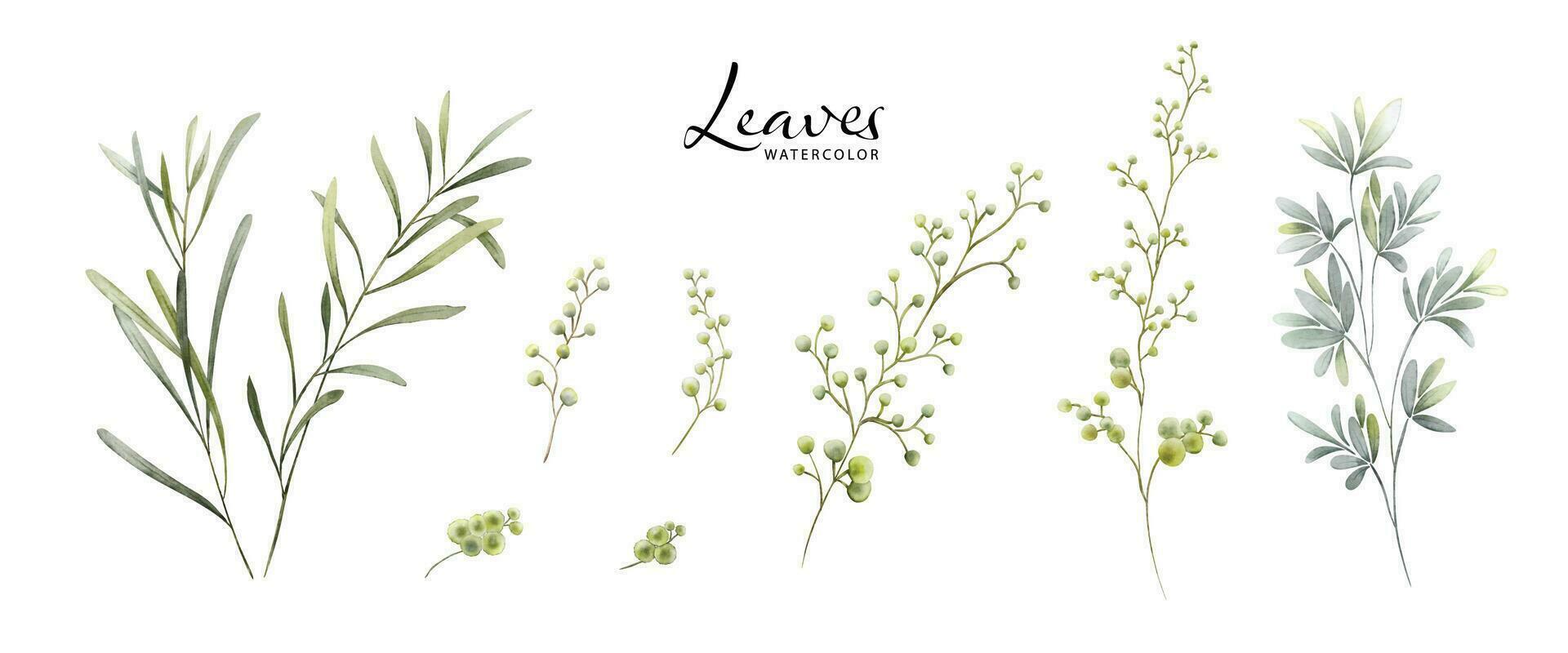 Set of Watercolor Botanical Leaves Elements vector