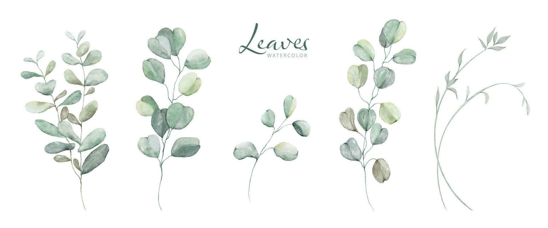 Set of Watercolor Botanical Leaves Elements vector