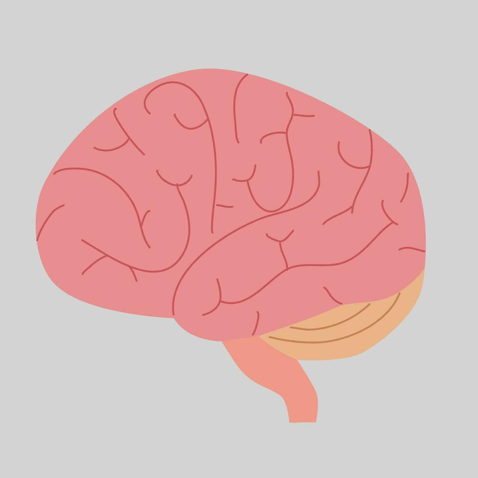 illustration of human internal organs vector