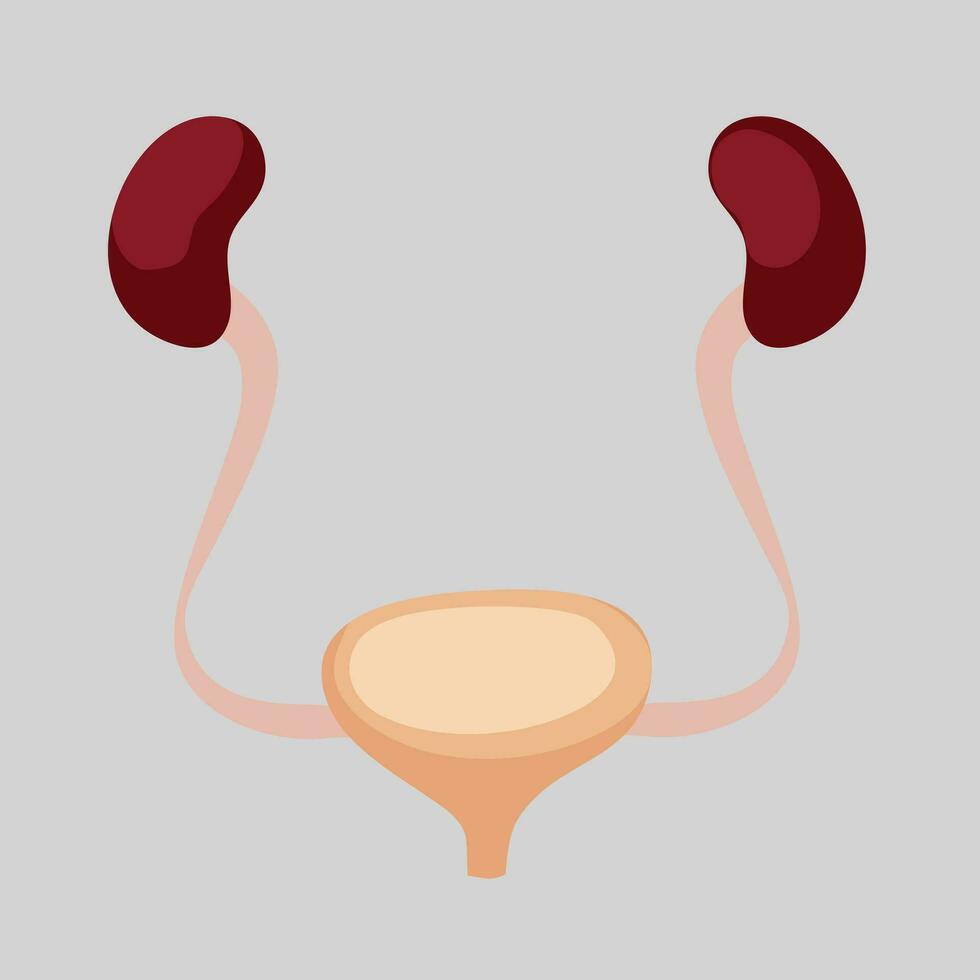 illustration of human internal organs vector