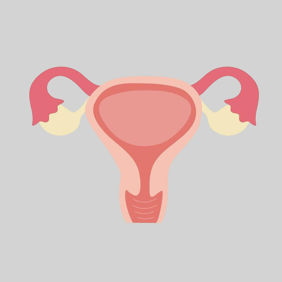 illustration of human internal organs vector