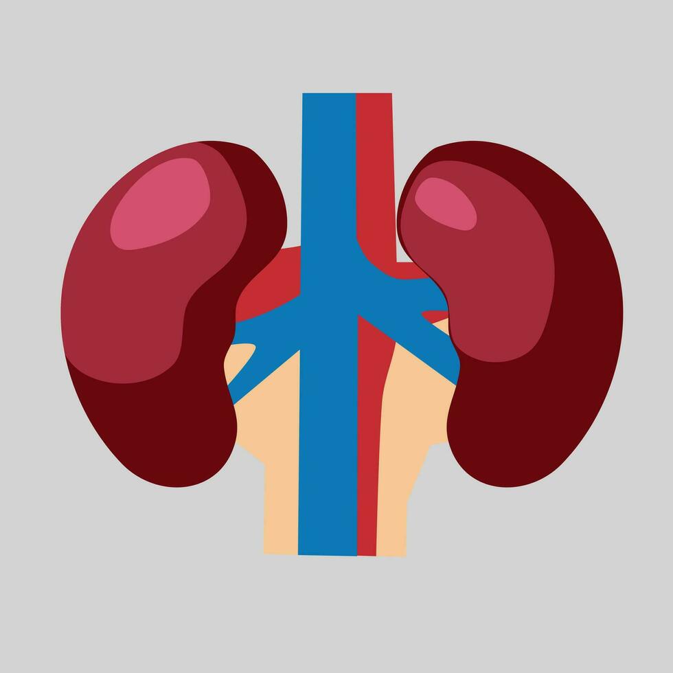 illustration of human internal organs vector