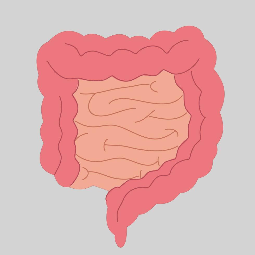 illustration of human internal organs vector