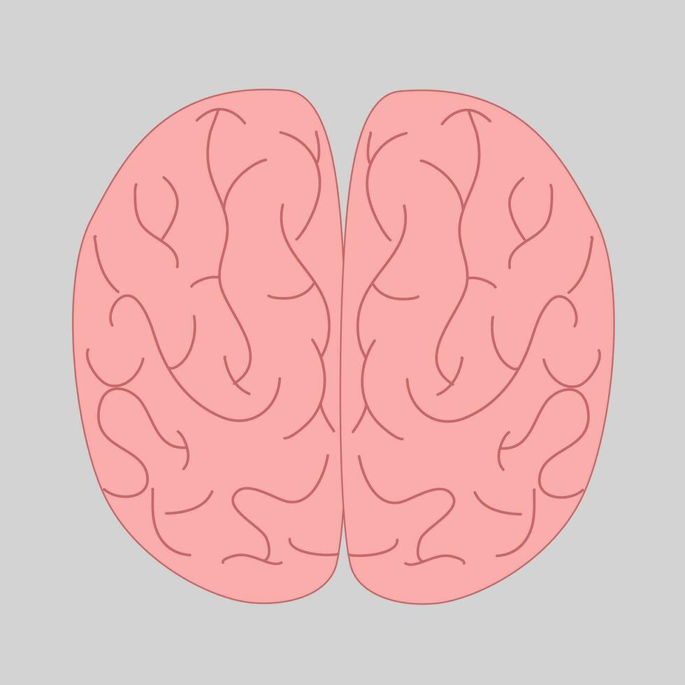 illustration of human internal organs vector