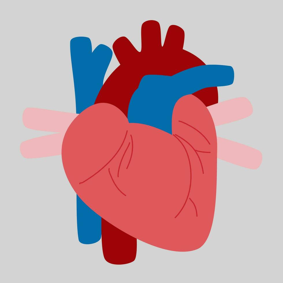 ilustración de humano interno órganos vector