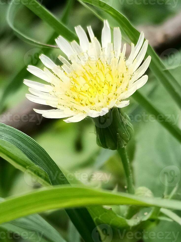 beautiful yellow dandelion in the green grass, macro photo
