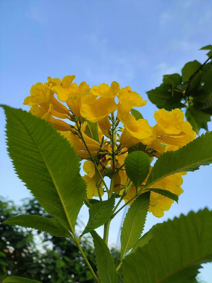 Yellow flower image photo