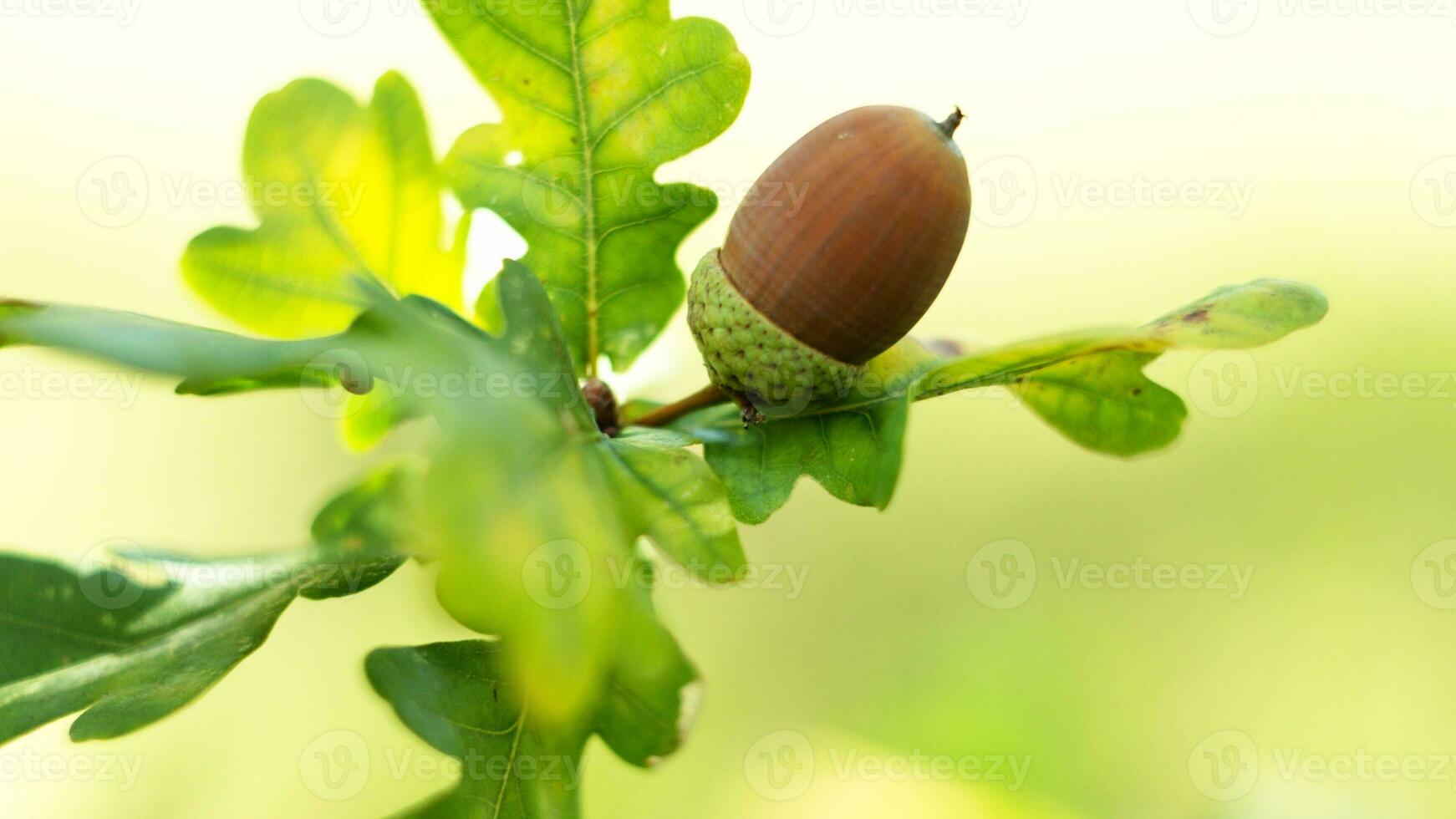 Oak tree leaves and acorn in the background. photo