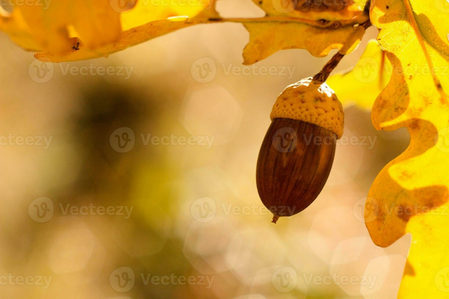 Oak tree leaves and acorn in the background. photo