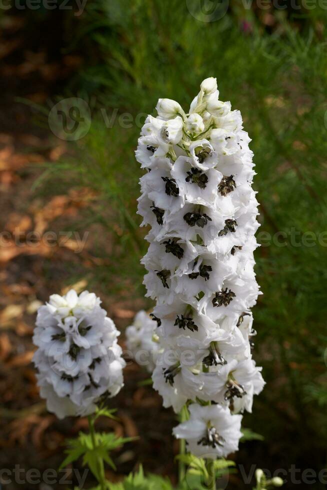Alpine Delphinium, delphinium elatum L, flowering in East Grinst photo