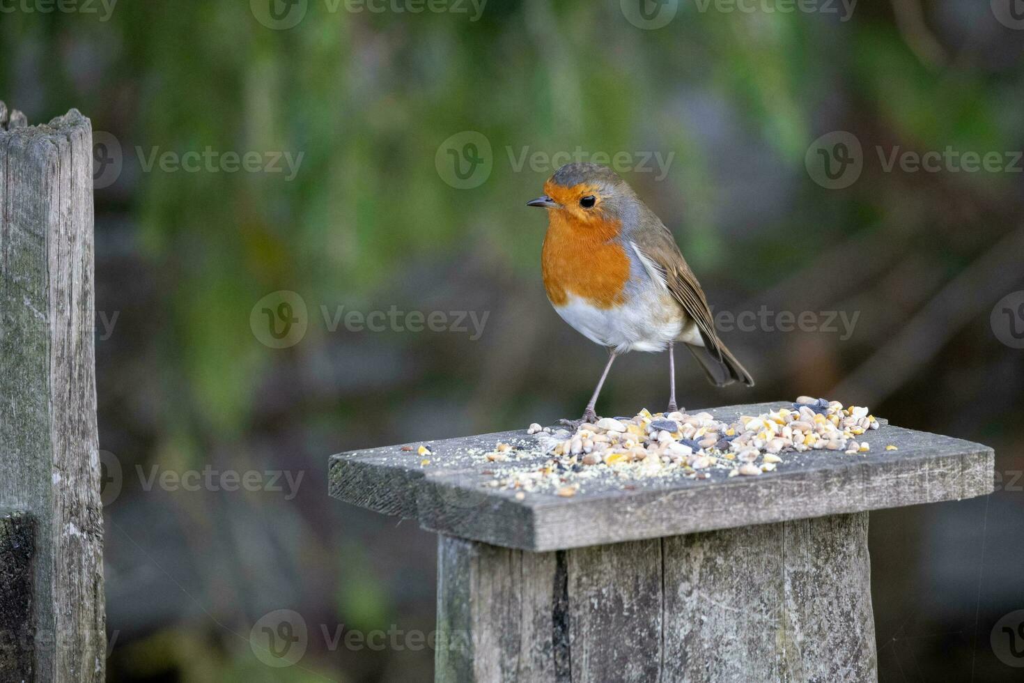 Close-up of an alert Robin standing on a wooden table covered with seed photo