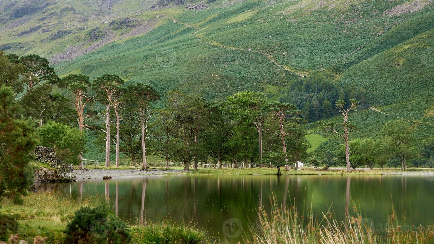 View of the Buttermere pine trees in the Lake District photo