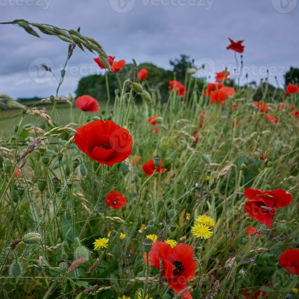 Poppies flowering in the hedgerow near Padstow in Cornwall photo