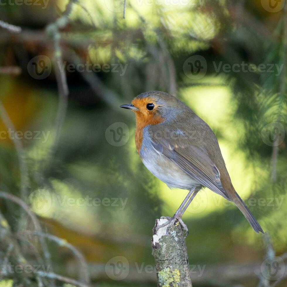Robin looking alert perched on broken branch on an autumn day photo