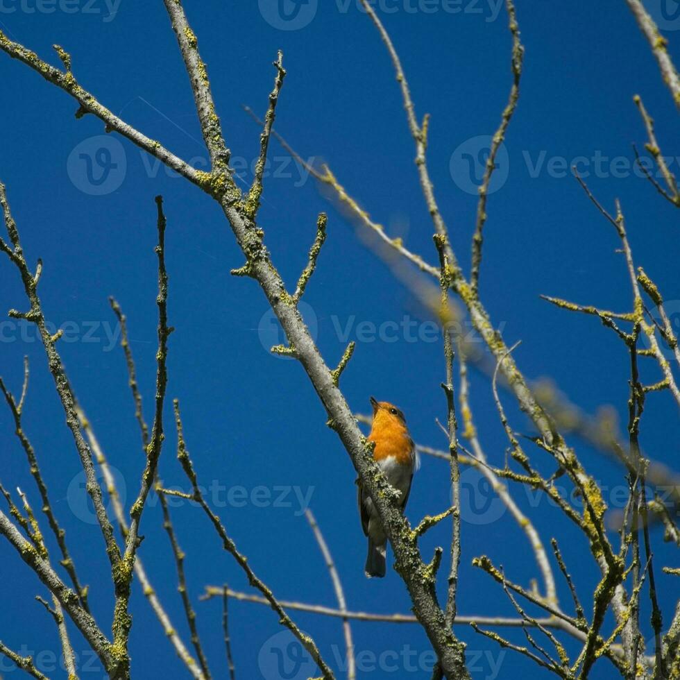 Robin perched in a tree on a sunny autumn day against a vivid blue sky photo