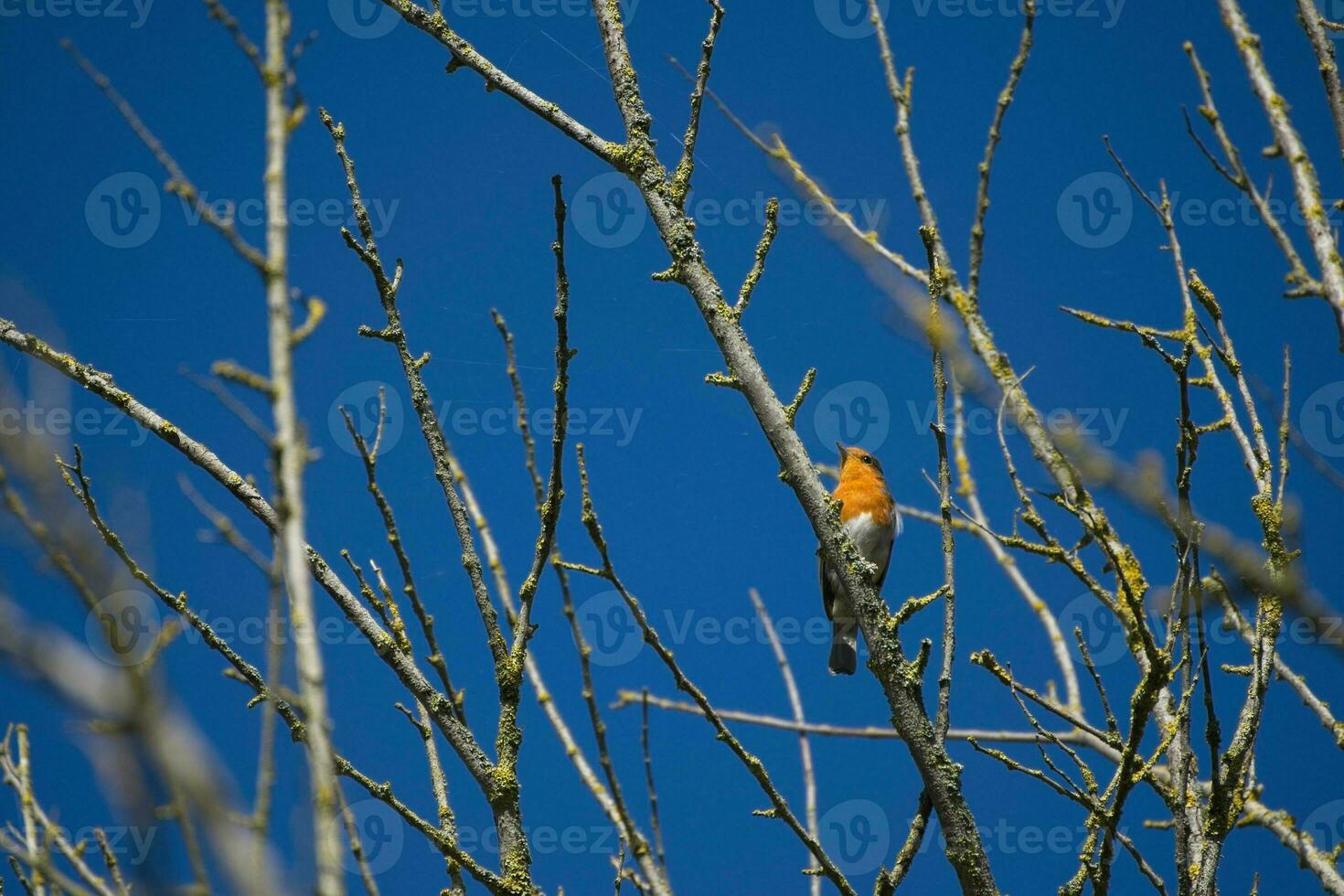 Robin perched in a tree on a sunny autumn day against a vivid blue sky photo