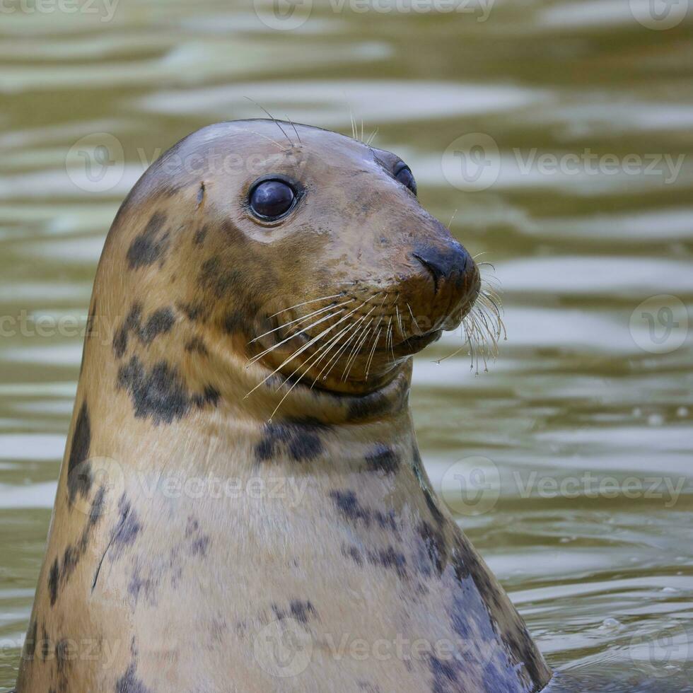 Curious Grey Seal, Halichoerus grypus, with head out of the water photo