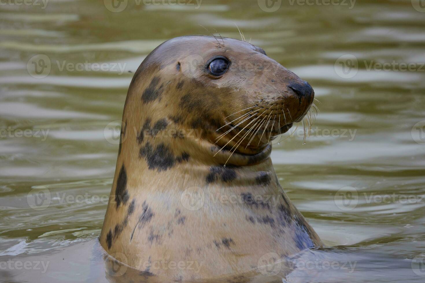 Curious Grey Seal, Halichoerus grypus, with head out of the water photo