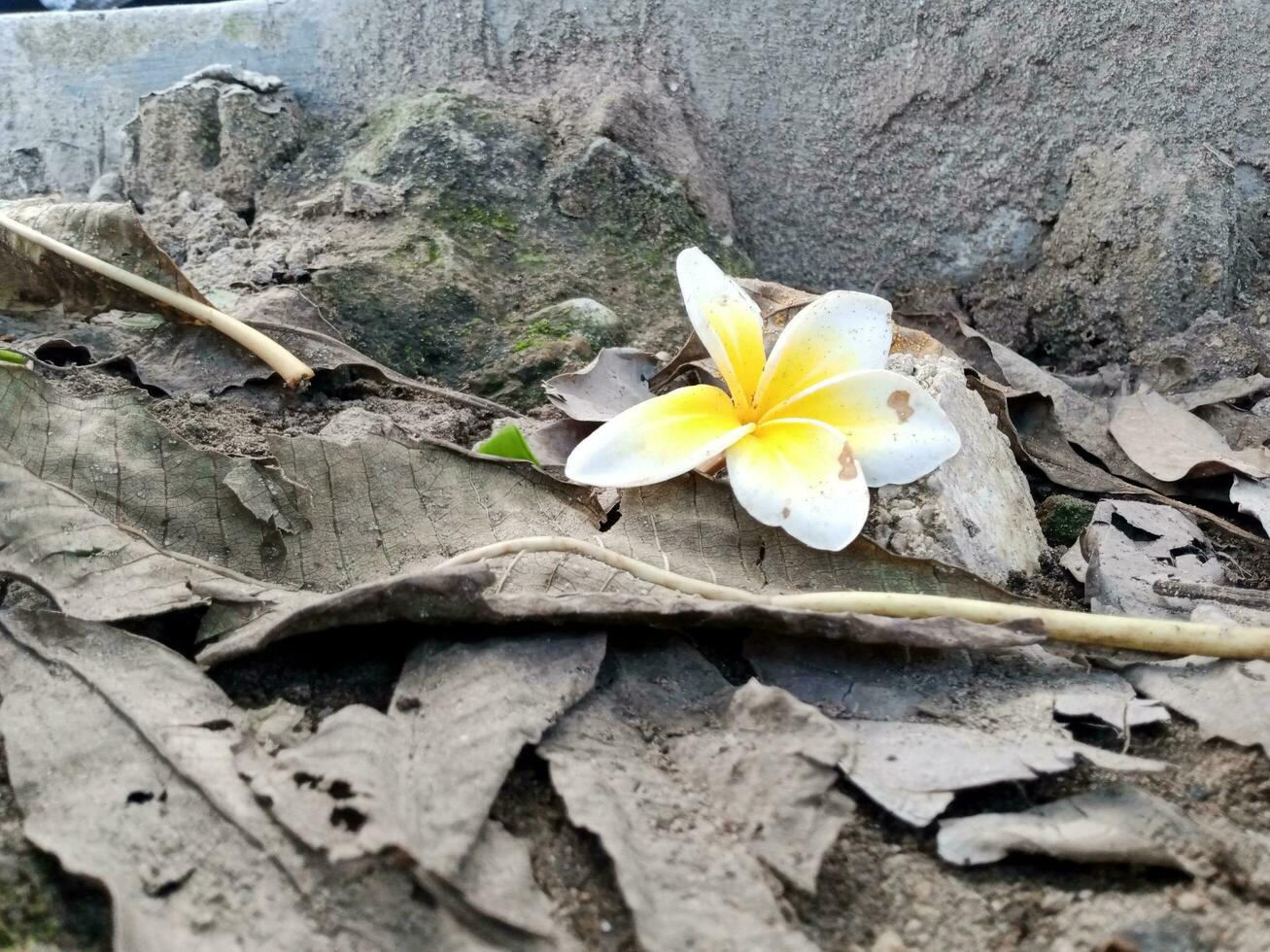 plumeria alba flores mentira en el suelo con muy hermosa amarillo y blanco colores foto