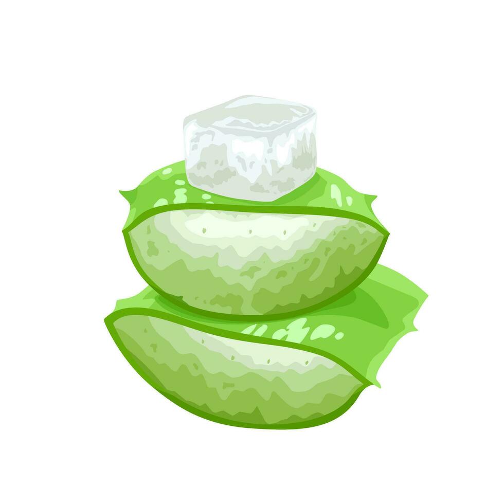 vector illustration, fresh cut aloe vera, isolated on white background.