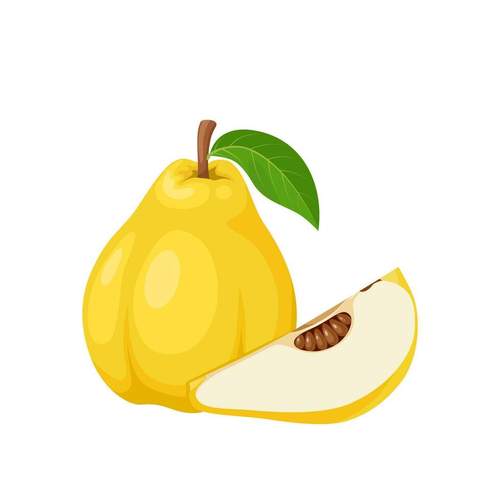 Vector illustration, quince fruit or Cydonia oblonga, isolated on white background.