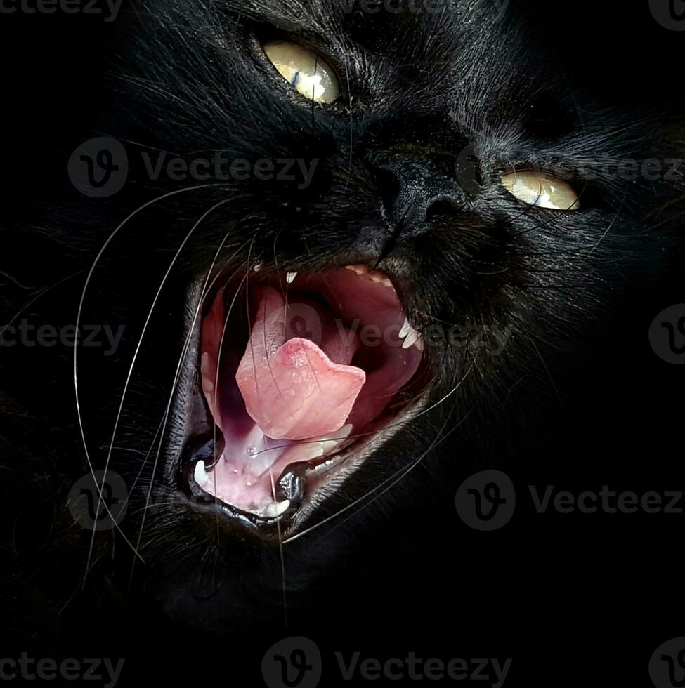 hermosa bostezando verde ojos negro gato foto