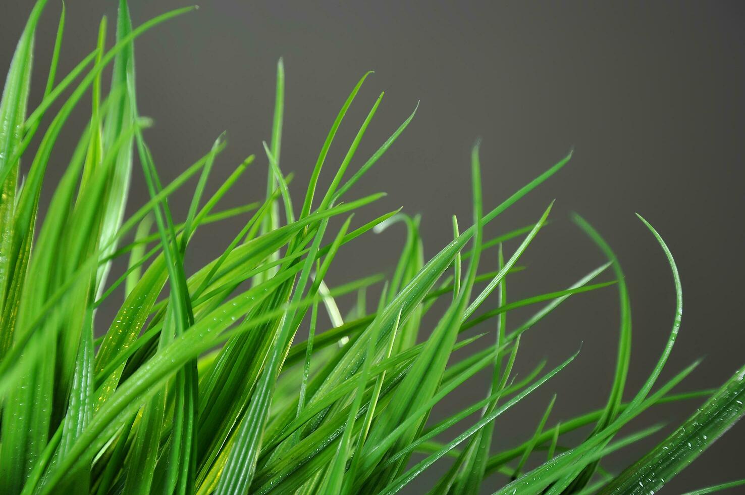 green grass background photo